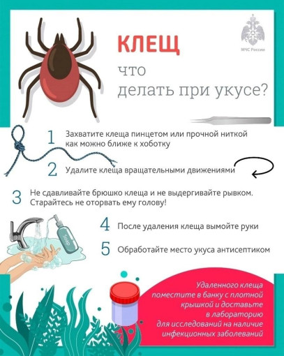 Клещи Клещи.